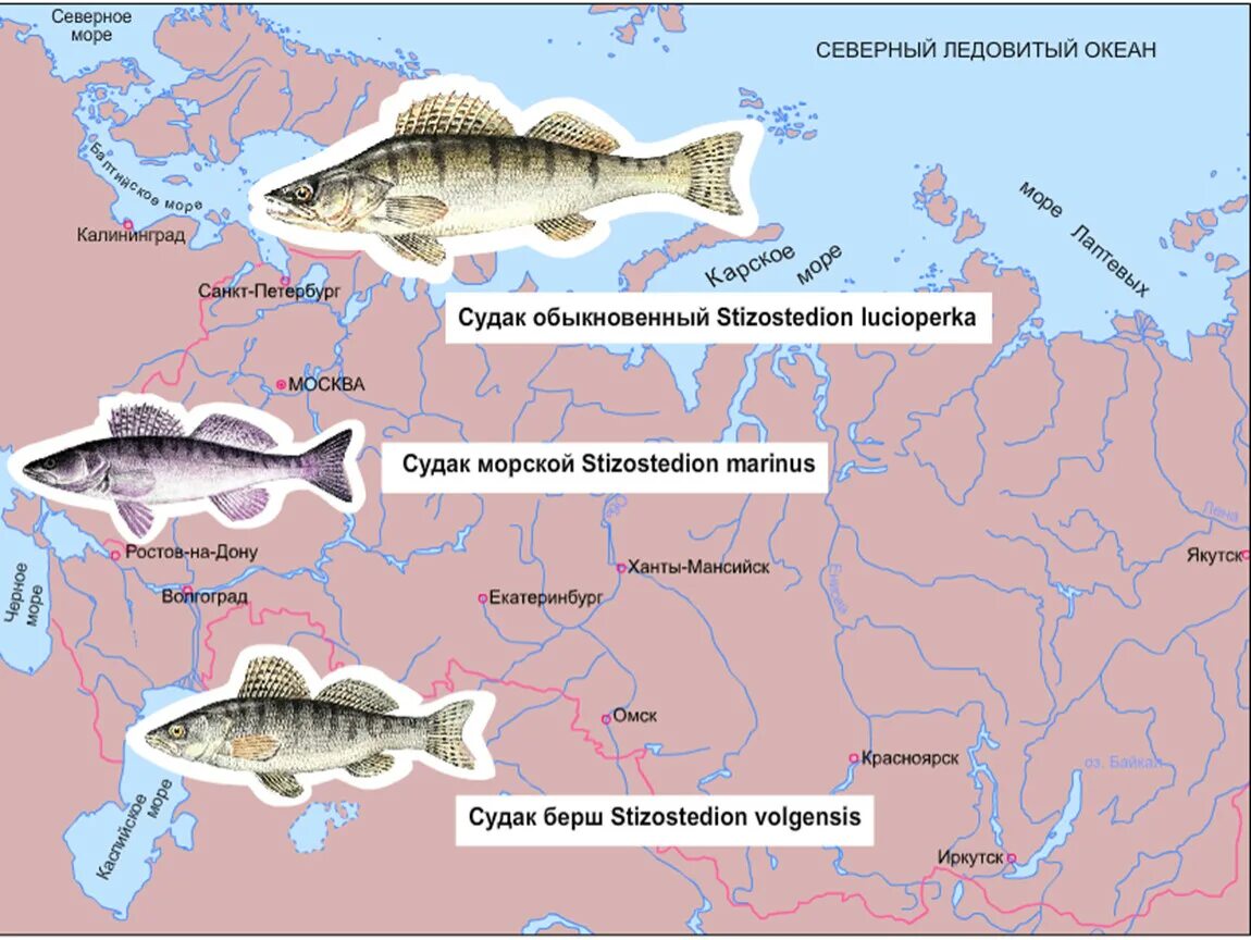 Географическое видообразование судака. Судак берш видообразование. Судак обыкновенный Тип видообразования. Судак обыкновенный географическое видообразование. Разделение по способу питания расширение ареала