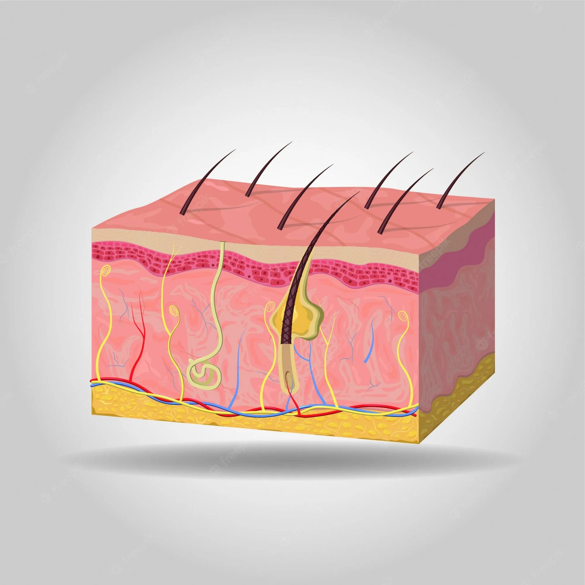 3 skin layers. 3 skin layers