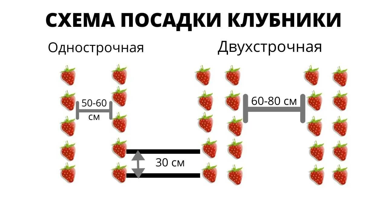 Схема посадки клубники в открытом грунте. Схема посадки клубники в открытом грунте в августе. Клубника схема посадки в открытый грунт. Схема посадки ремонтантной земляники в открытом грунте. Расстояние между кустами клубники