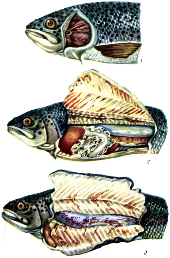 Паразитологическое исследование рыбы. Лабораторные исследования рыбы. Паразитологическое исследование рыбы. Санитарная оценка рыбы. Паразитологическое исследование рыбы.