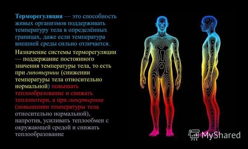 Чувствительный к холоду з. Система терморегуляции. Терморегуляция человека. Терморегуляция человеческого организма. Принципы терморегуляции организма.