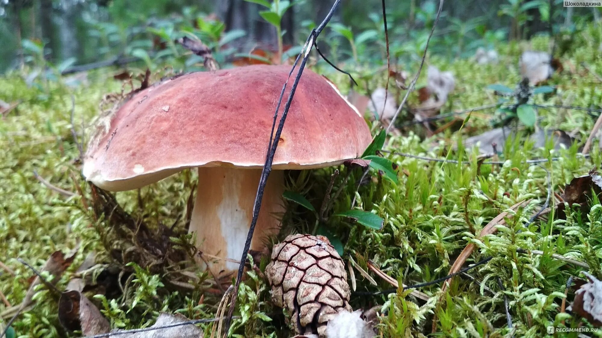 Заболел грибом. Кудряши грибы. Крапивники грибы. Грибы крапивники фото. Грибы Туапсинского леса.