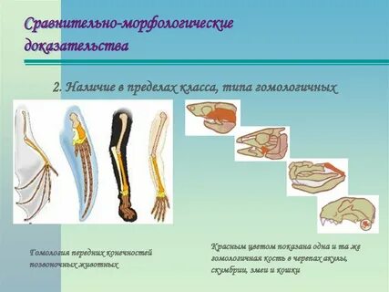 Таблица сравнительно анатомические доказательства