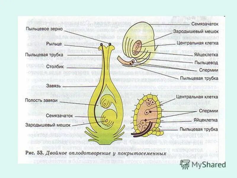 двойное оплодотворение у покрытосеменных растений рис 53. двойное оплодотворение семяпочка. схема развития зародышевого мешка. строение пестика семязачаток. плоидность центральной клетки зародышевого мешка.