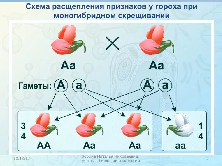 Расщепление f2. Независимое наследование. таблица наследования признаков. независимое наследование расщепление. независимое наследование признаков.