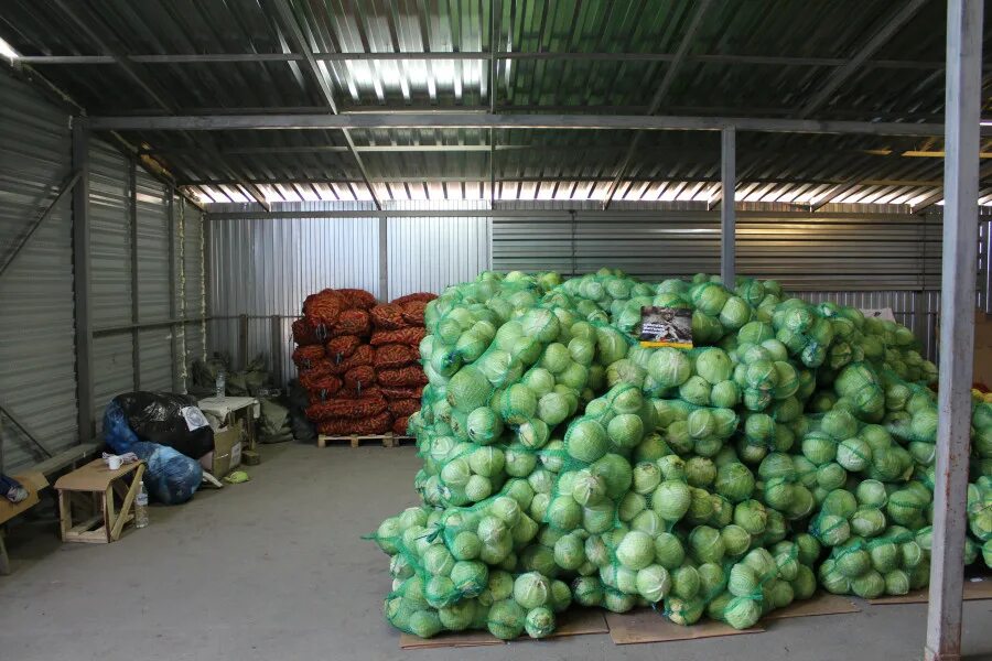 капуста сорт тонна. кергеленская капуста. тонна капусты. тонна капусты. название ярмарка капуста.