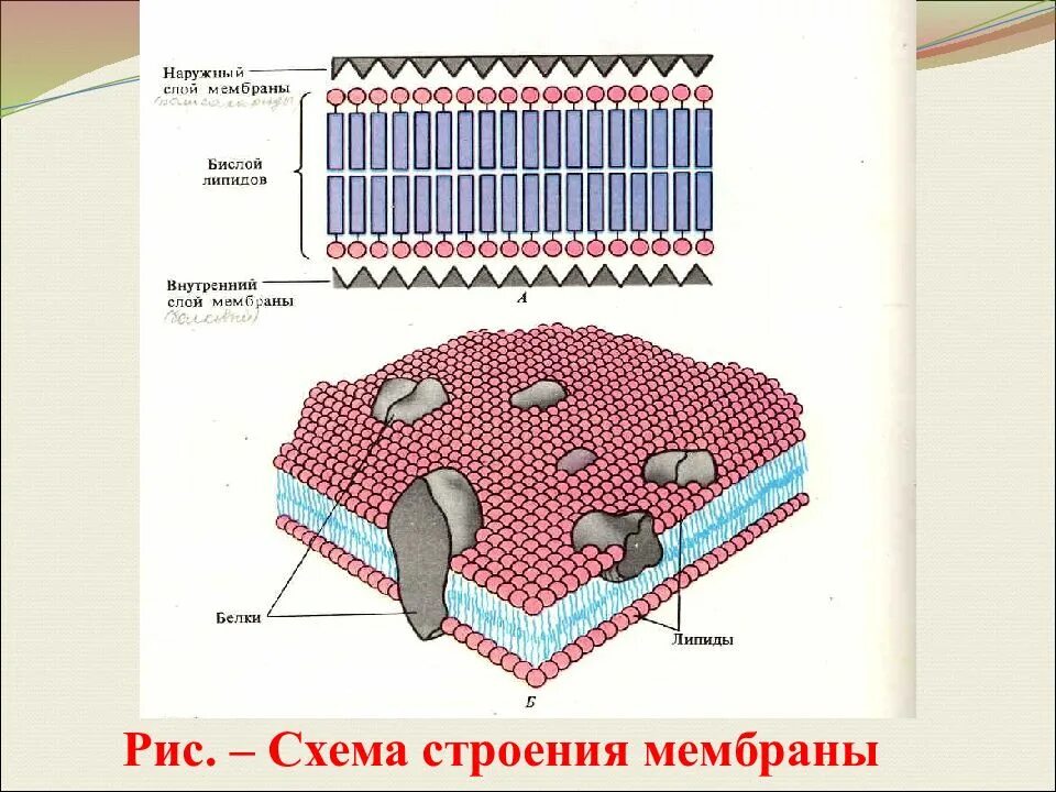 Бислой липидов мембраны. Липидный бислой клеточной мембраны. Мембрана клетки билипидный слой. Липидный бислой строение. Слои образующие мембрану клетки