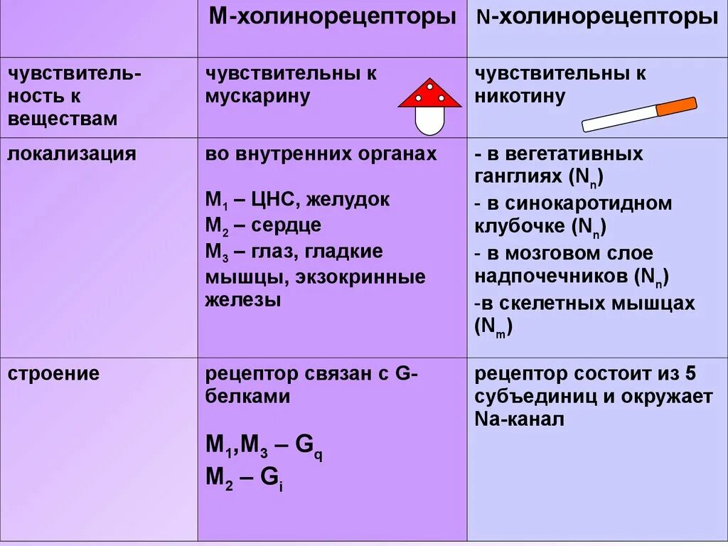 Локализация холинорецепторов. Холинергические рецепторы локализация. Типы, структура и локализация холинорецепторов. М3 холинорецепторы локализация. М холинорецепторы.