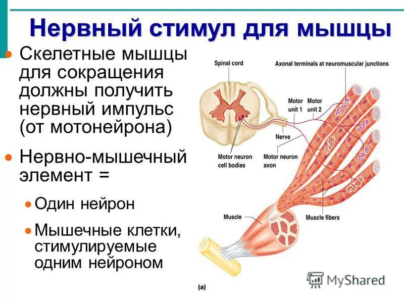 Нервный импульс мышцы