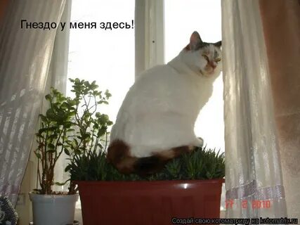 Ваша сука