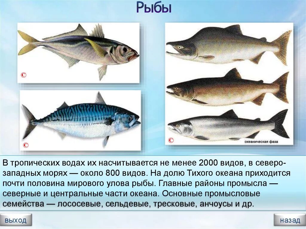 Сравнение размеров рыб. Промысловые рыбы. Океанические промысловые рыбы. Название промысловых рыб. Промысловые морские рыбы России.