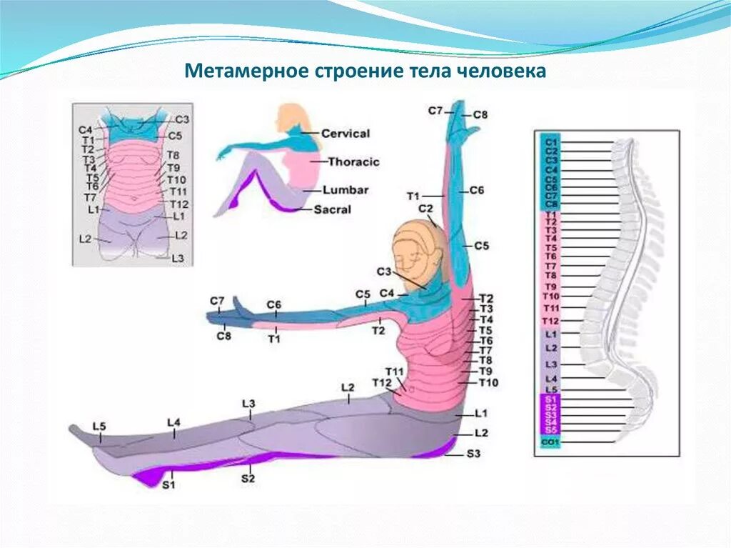 Метамерное строение тела