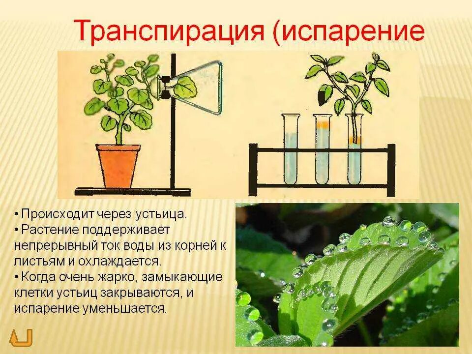 В листьях часть воды используется в процессе. Транспирация у растений 6 класс. Испарение (транспирация) устьичная. Транспирация и фотосинтез. Функции транспирации растений.