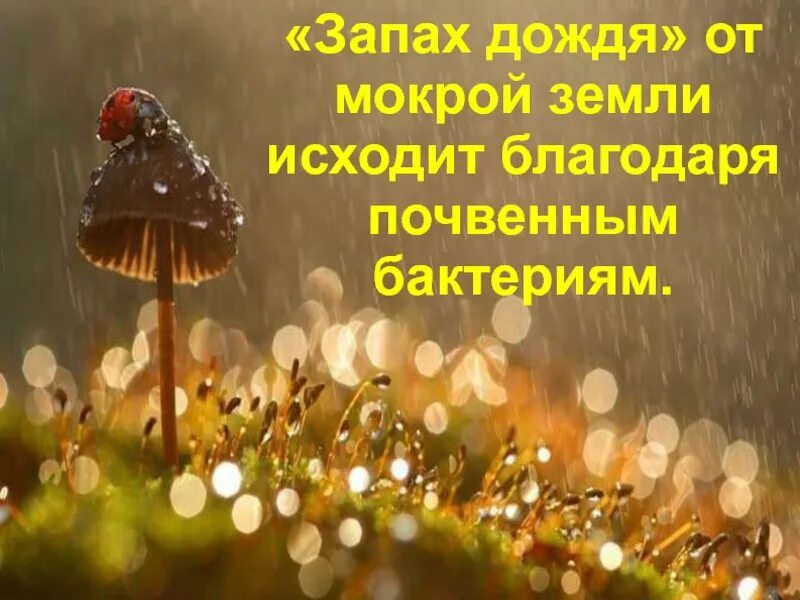 Воздух пахнет дождем. Запах дождя. Аромат дождя. Запах летнего дождя. Запах дождика.