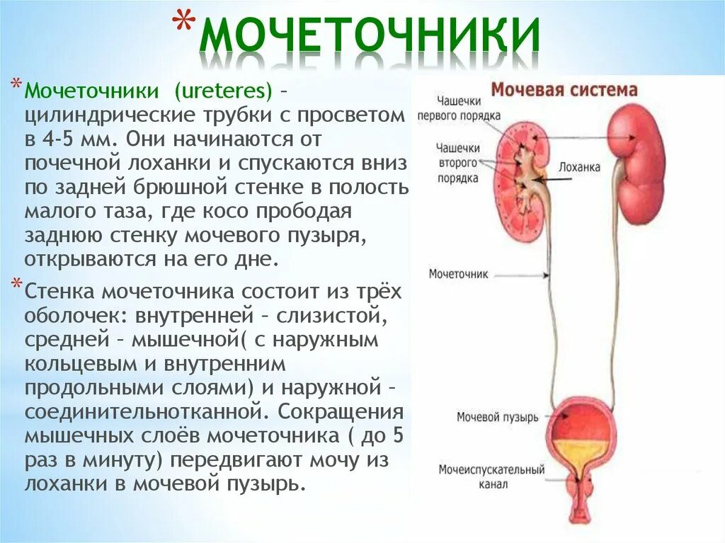 Мочеточники выполняют функцию