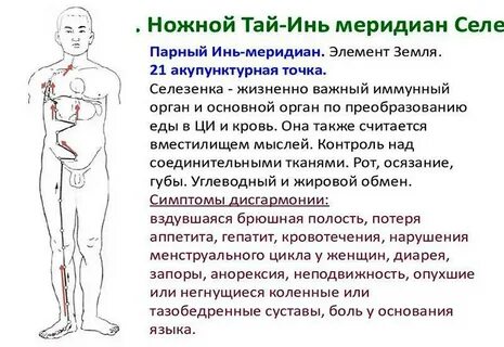 Селезенка в китайской