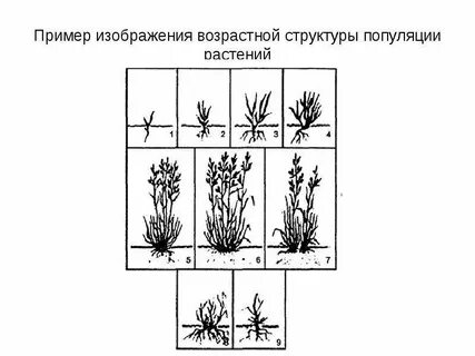Растительная популяция
