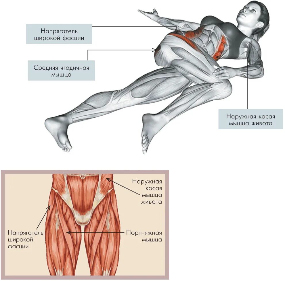 Musculus sartorius, портняжная мышца. Портняжная упражнения. Портняжная мышца 3д. Анатомия квадрицепса бедра. Растяжение портняжной мышцы.
