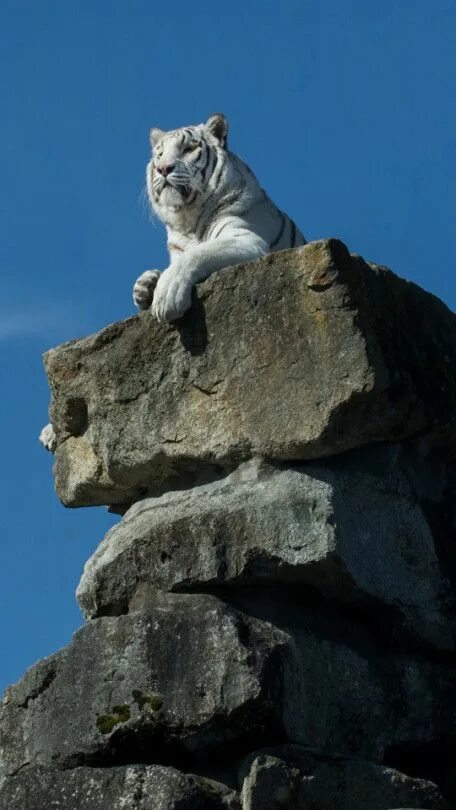 Зоопарк кольморден белый тигр. Тигр на скале. Аравийский тигр. Уссурийский тигр. Тигрица на скале.