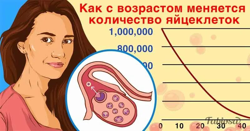 Как улучшить яйцеклетки после 40. Яйцеклетка женщины. Количество яйцеклеток у женщины. Количество яйцеклеток у женщины с возрастом. Численность яйцеклеток в женском организме.