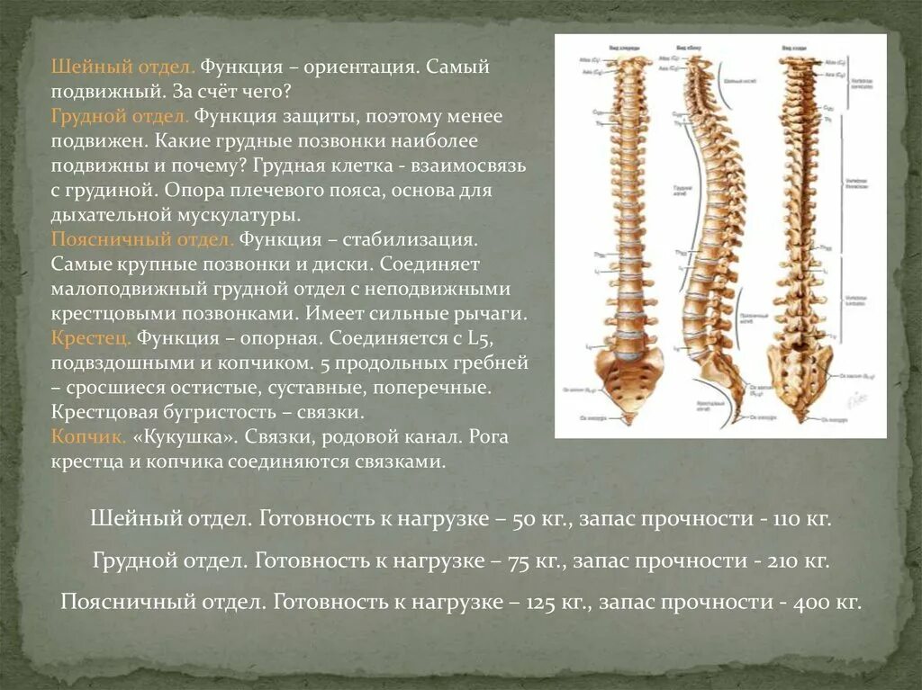 Позвонки грудного отдела подвижны