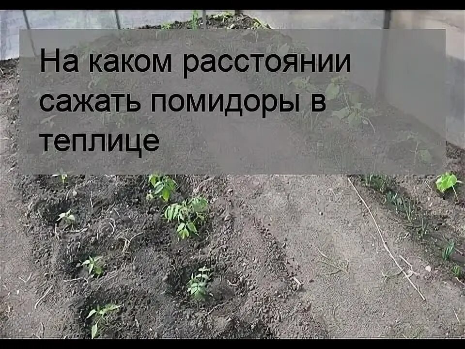 Через какое расстояние сажать помидоры в теплице. На какое расстояние сажать помидоры в теплице. Посадка помидоров в теплицу из поликарбоната. Посадка томатов в парнике расстояние. На каком расстоянии садить томаты в теплице.