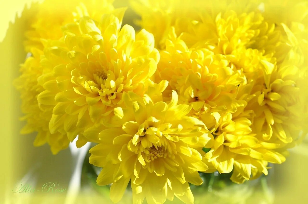 Открытки с днем рождения хризантемы. Цветы желтые хризантемы. День хризантемы 2 сентября. Жёлтая Хризантема Акация.
