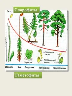 Жизненный цикл растений спорофит гаметофит