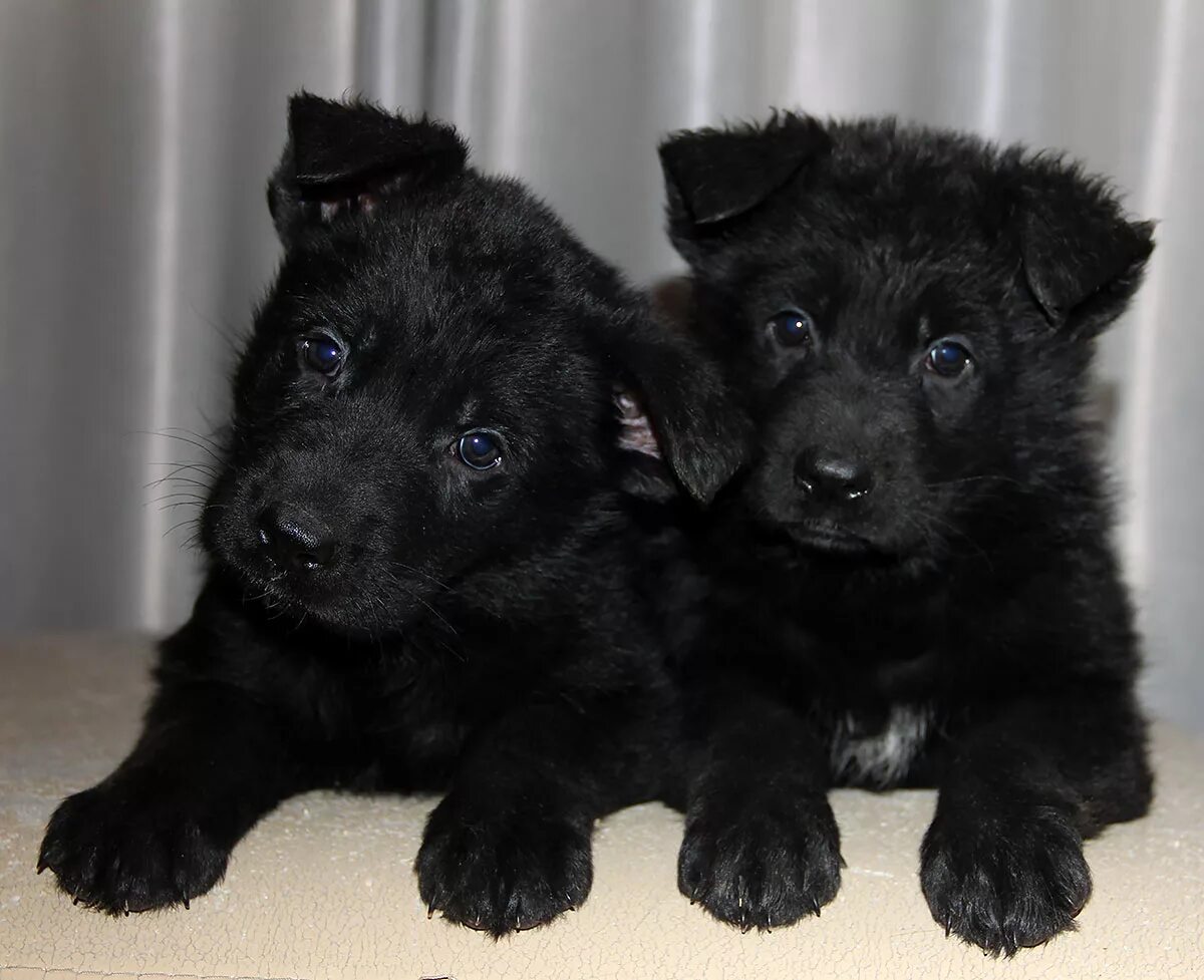 Pin by Knackered Knockers on German Shepherds German shepherd dogs, Black german