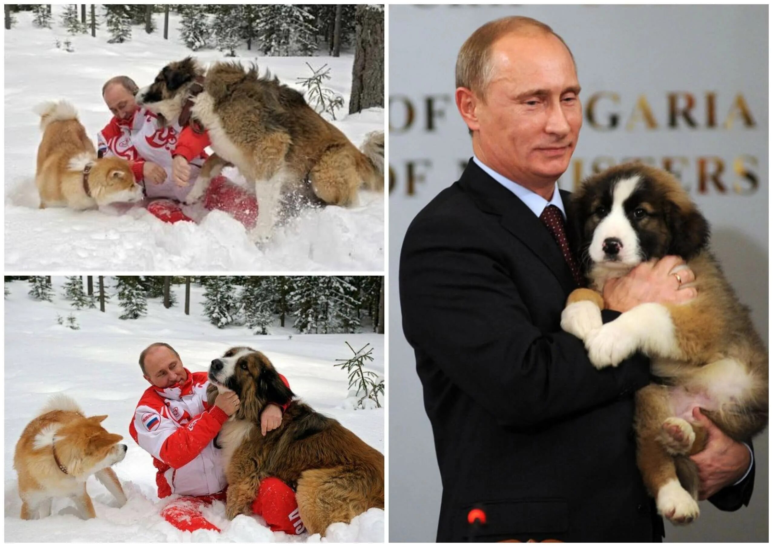 karakachan puppies Dog breeds, Dogs, Pet relocation