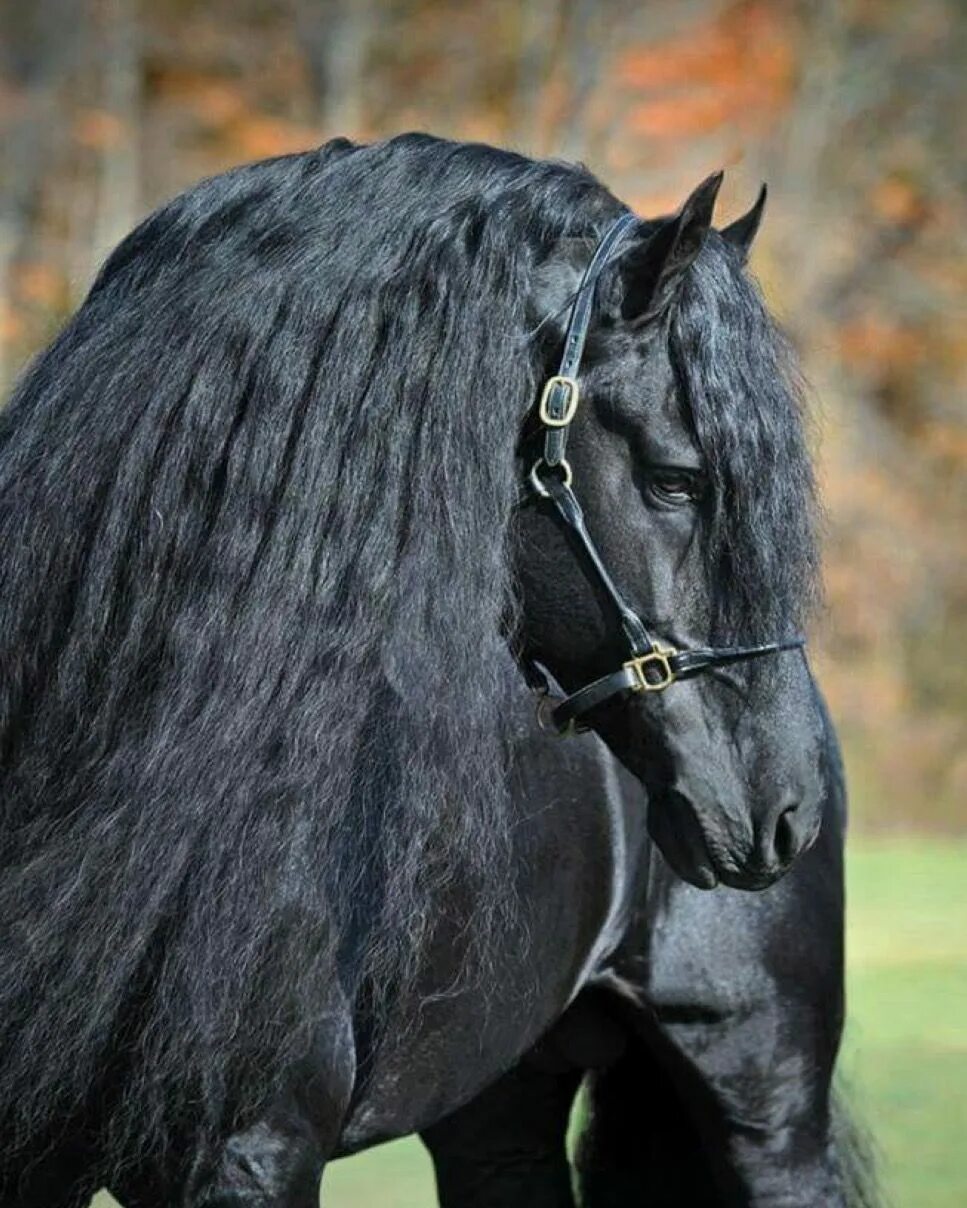 Картинки фризов. Фризская порода. Фризская лошадь Фризская лошадь. Friesian порода лошадей-. Фризская лошадь черная Жемчужина.