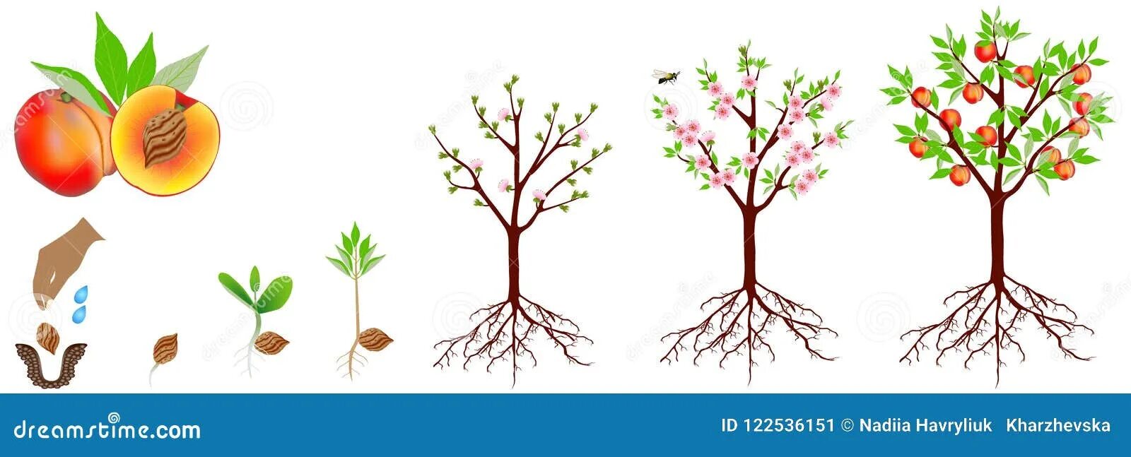 Какое деревце будет расти быстрее и развиваться. Этапы созревания персика. Этапы роста фруктового дерева. Стадии роста персика. От семечка до дерева.