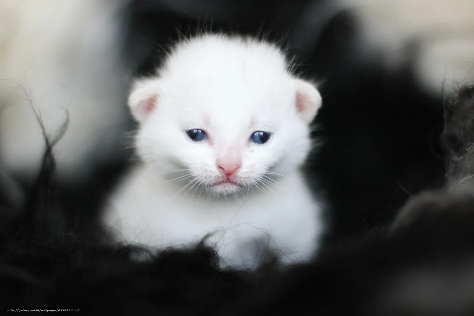 Маленькая белая кошка. Турецкая ангора короткошерстная. Белый котенок. Маленький беленький котенок. Чисто белые котята.