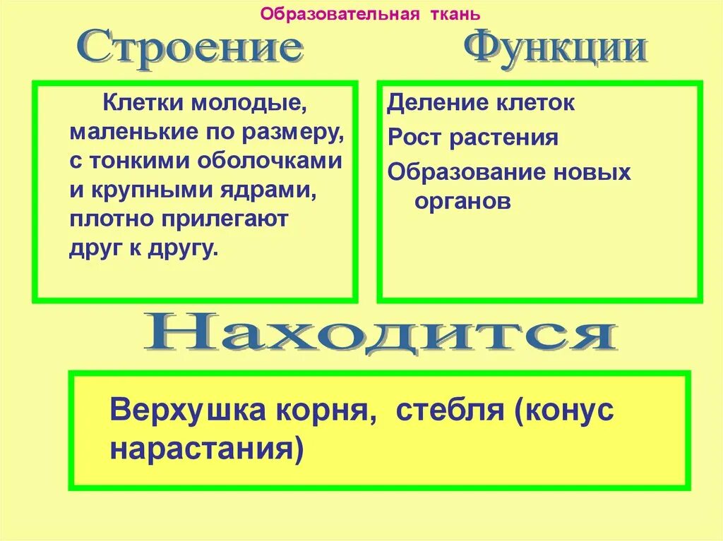 Выполняемые функции образовательной ткани. Образовательная ткань строение и функции. образовательные ткани растений строение и функции. функции образовательной ткани растений. выполняемая функция образовательной ткани.
