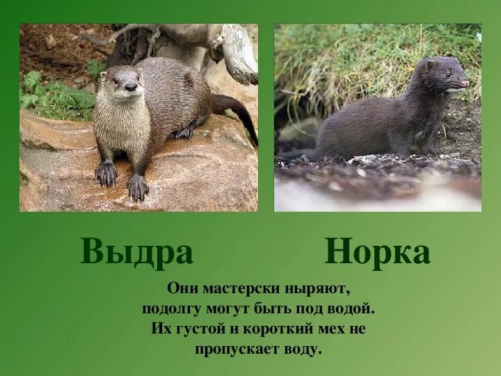 Чем выдра отличается. Выдра ондатра норка. речная выдра норка. загадка про выдру. ласка выдра и норка.