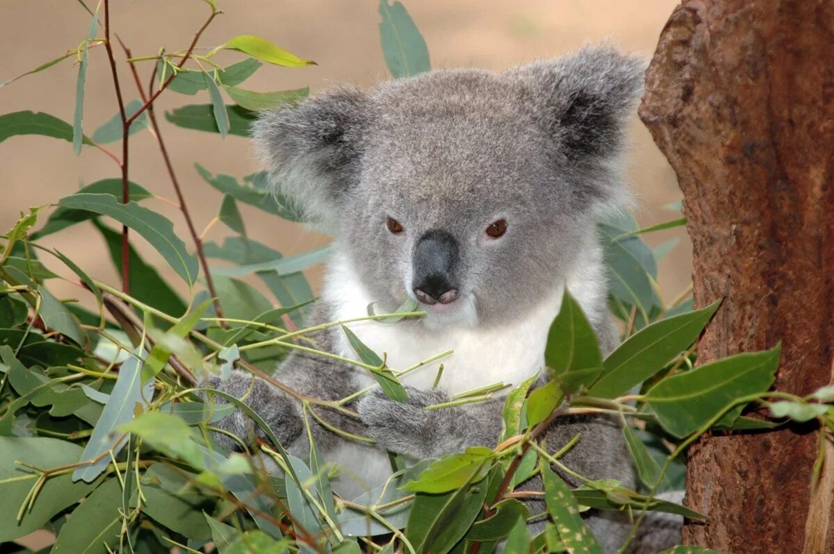 Коала на эвкалипте. Коала эвкалиптовый мишка. Коала на бамбуке. Эвкалипт в Австралии с коалой. Алекс коал