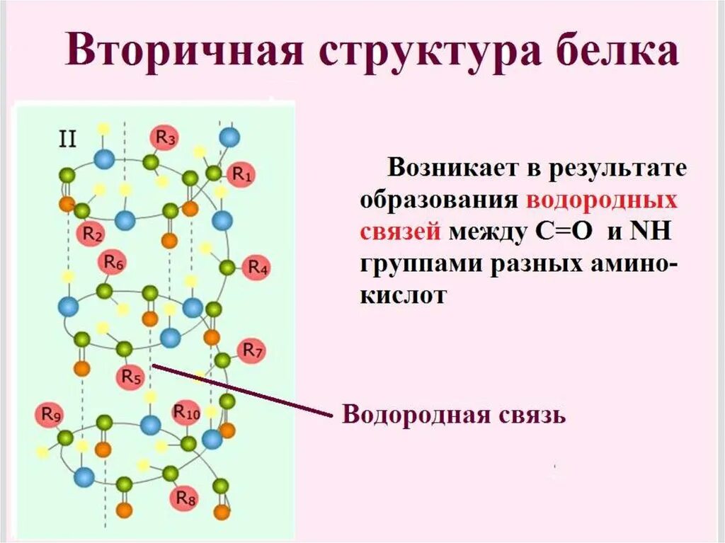 Вторичная структура белка. Структура белка водородные. Вторичная структура белков образование. Образование вторичной структуры белка.