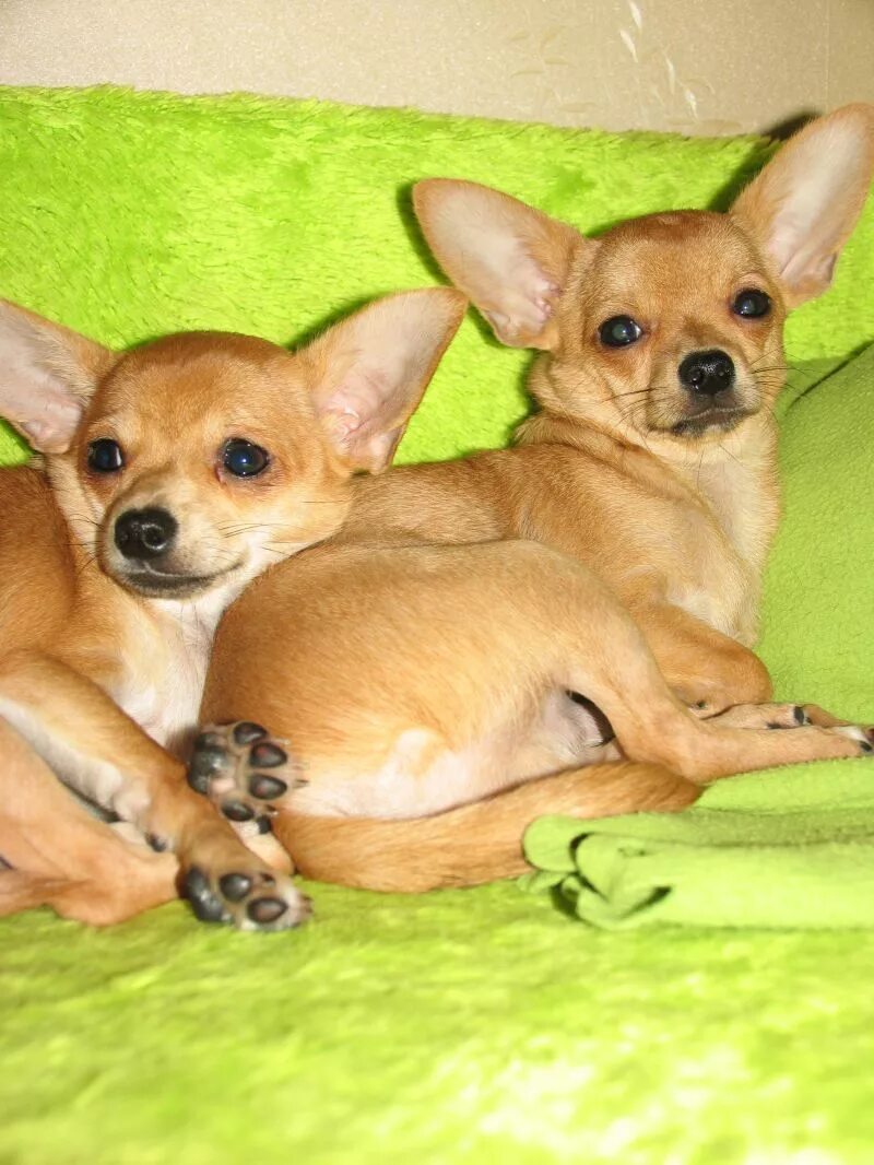 Собака чихуахуа с тойтерьером. Щенок чихуахуа и той терьера. Смесь чихуахуа и пинчера. Чихуа и той терьер. Чихуа и той терьер.