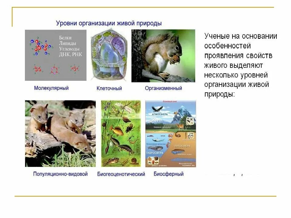 Уровень организмов живой природы. Уровни организации живой материи организменный уровень. Уровни организации живого 5 класс биология. Уровни организации живой природы признаки живого. Организменный уровень организации живой природы.