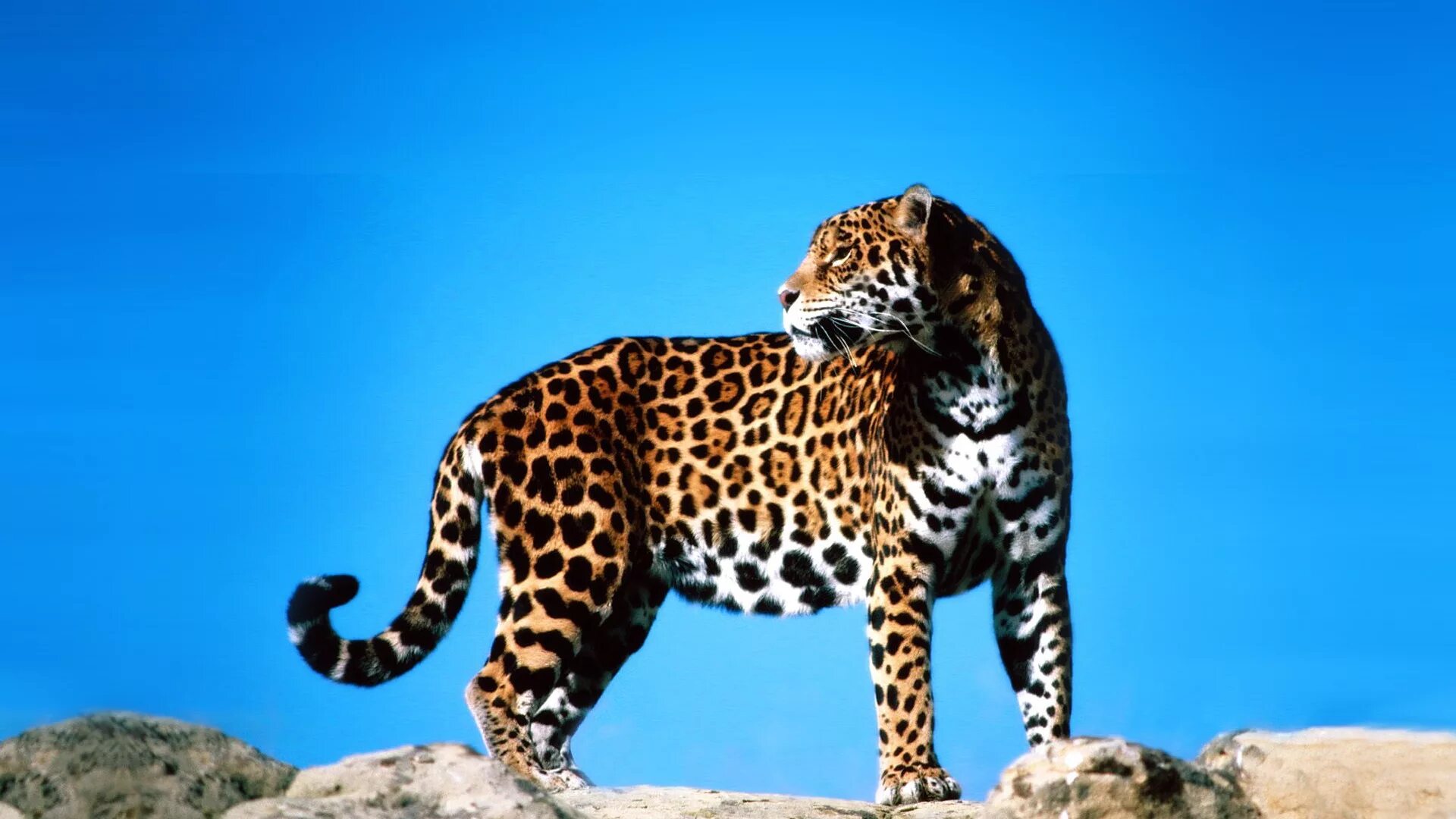 Ягуар Panthera onca. Ягуар Южная Америка. Ягуар животное. Ягуар в Северной Америке.