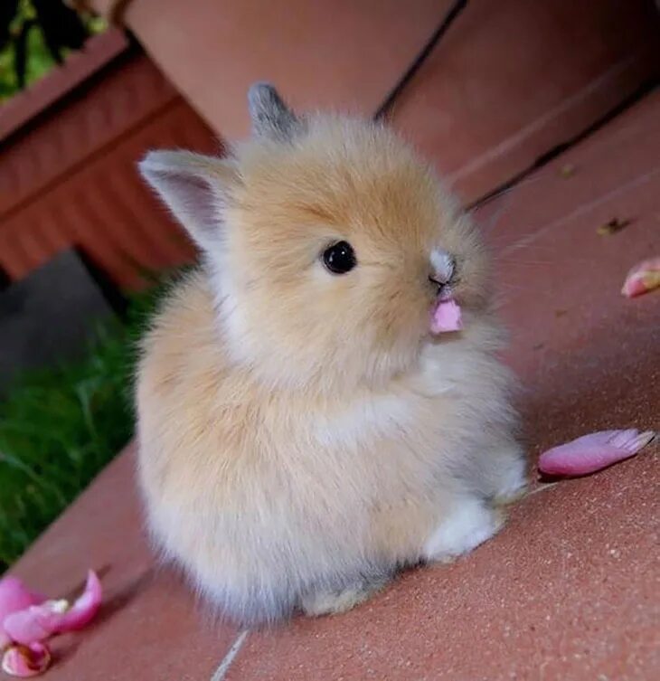 Самые красивые милые животные. Карликовый Лис кролик. Лисий карликовый кролик. Беличий карликовый кролик. Кролики декоративные Карликовые лисички.