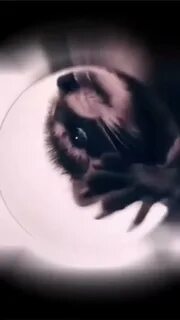 Клип педро с енотом