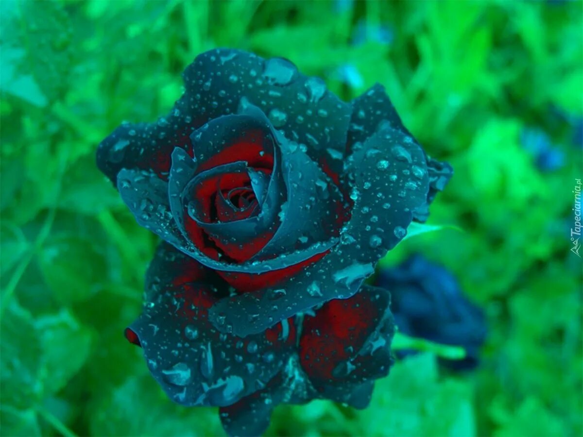 Необычные картинки роз. Редкие цветы. Редкие розы. Самые необычные розы.