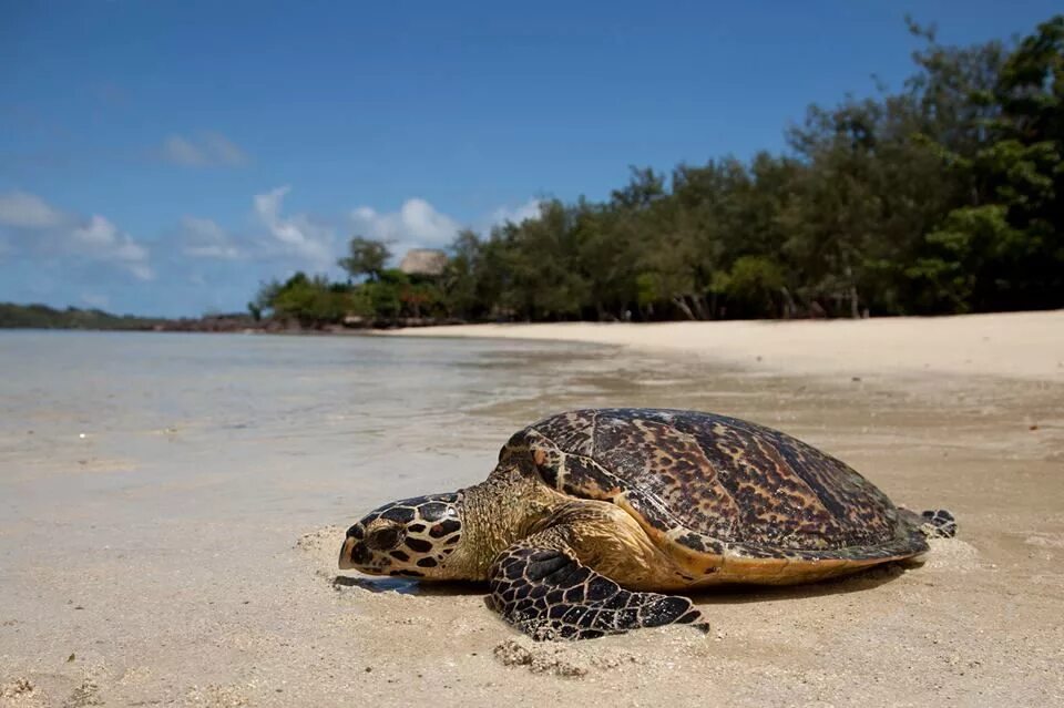 Turtle отзывы. Черепаший остров Фиджи. Черепаший остров Тайланд. Чиралы черепахи. Остров Фрейзер черепахи.