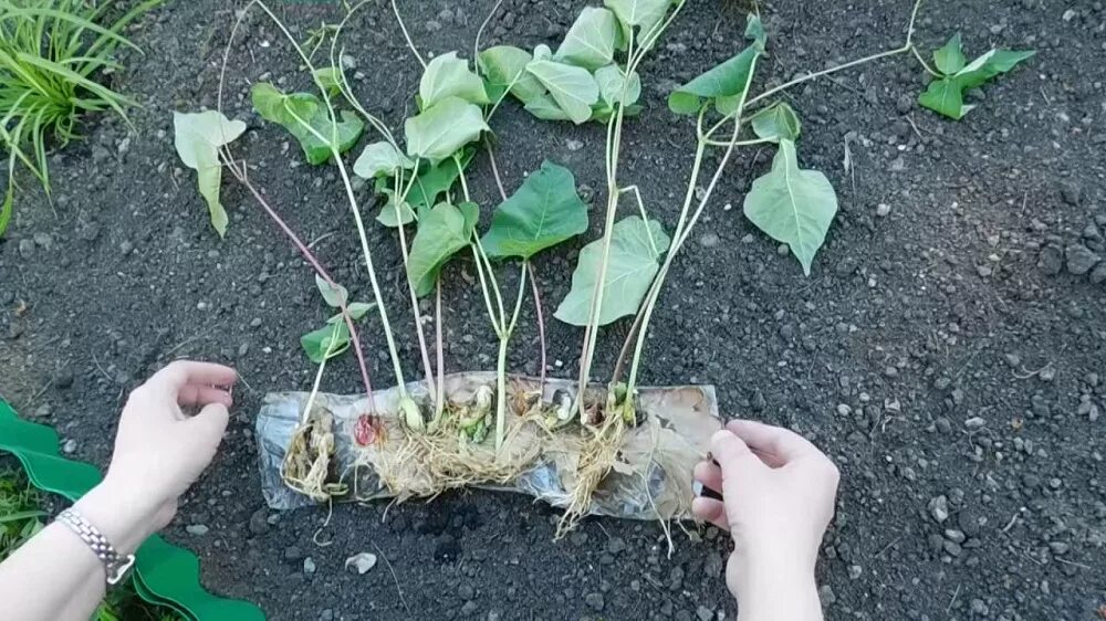 Фасоль в грунт