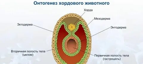 Последовательность стадий эмбриогенеза беспозвоночного животного