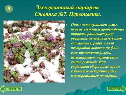 Что служит кладовыми у раннецветущих