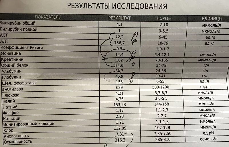 Норма мочи кота