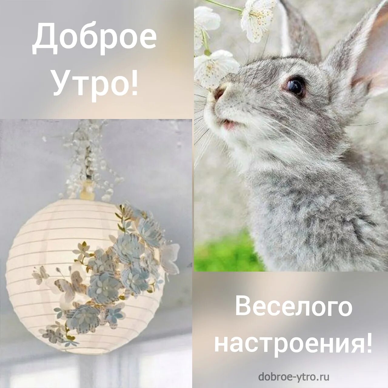 Доброе утро 2023 годом. Доброе утро кролик. Доброе кроличье утро. Доброе утро крольчонок. Открытки с добрым утром с кроликом.