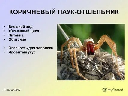 Вкус паука отшельника